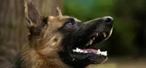 k9 or dog german Shepard