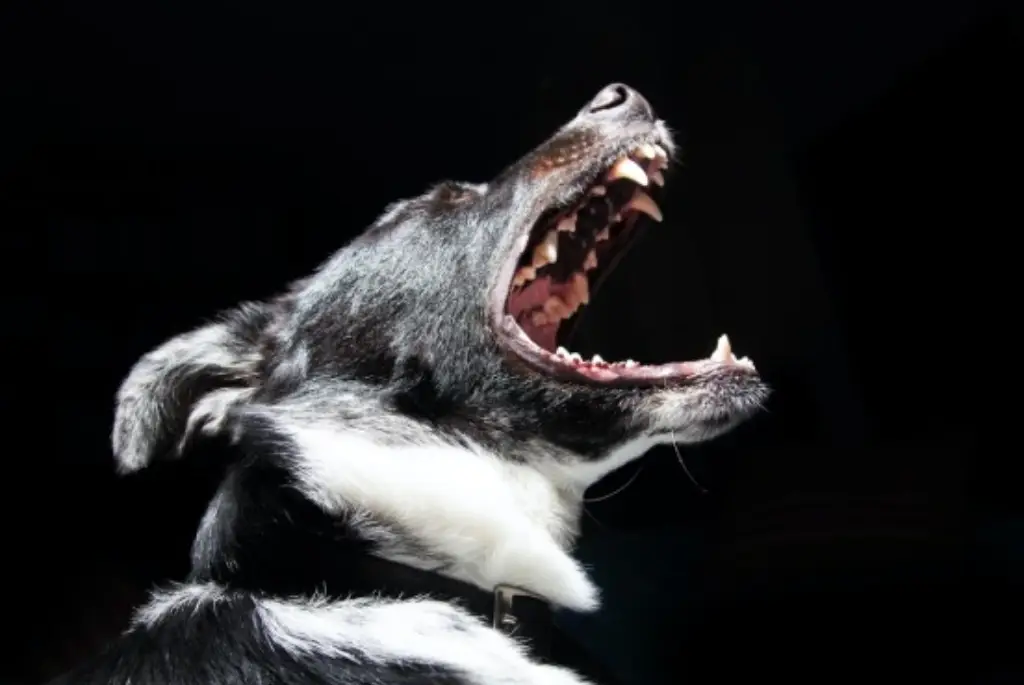 dog with large mouth